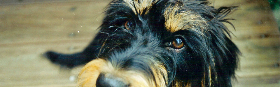 The Look Of Lucy.
